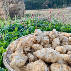おおふくの菊芋〜生でシャキシャキ加熱でとろとろ〜京都府産農薬不使用有機肥料栽培