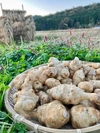 おおふくの菊芋〜生でシャキシャキ加熱でとろとろ〜京都府産農薬不使用有機肥料栽培