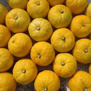 お買得！【ゆず／1kg】自然栽培。ちょっと訳あり。