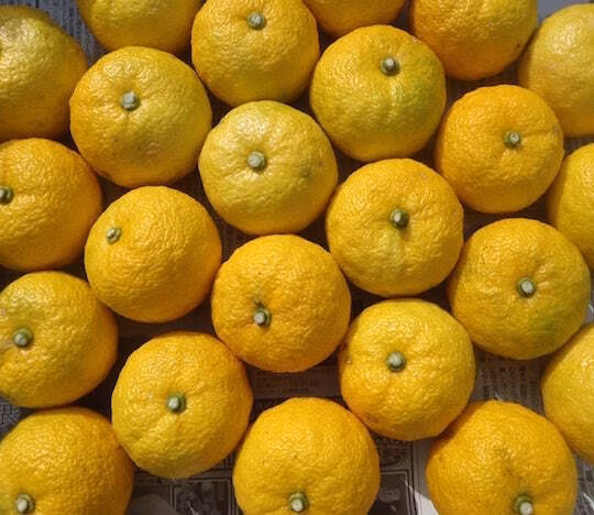 お買得！【ゆず／1kg】自然栽培。ちょっと訳あり。