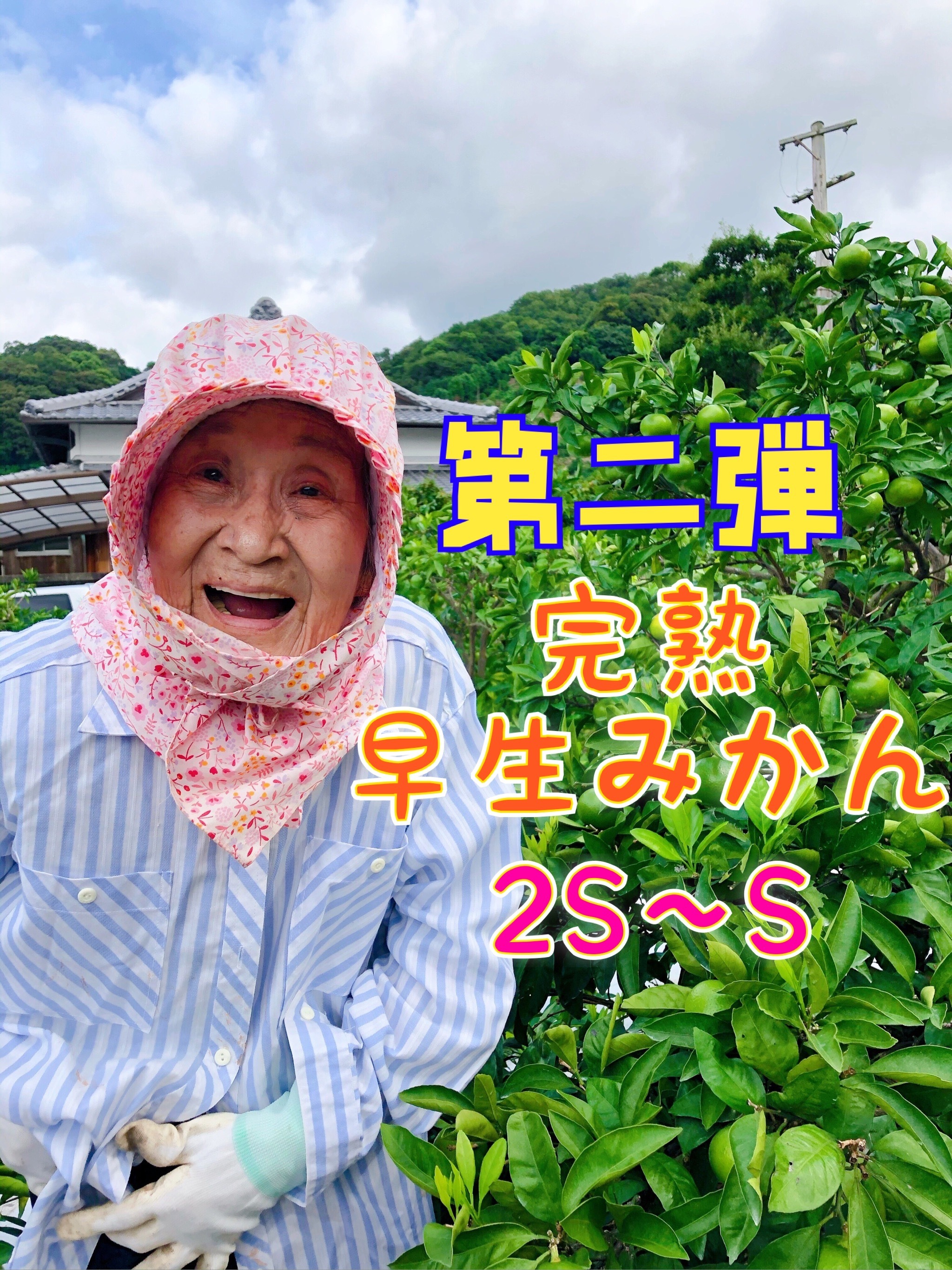 第二弾 完熟上野早生みかん ２ｓ S 農家漁師から産地直送の通販 ポケットマルシェ