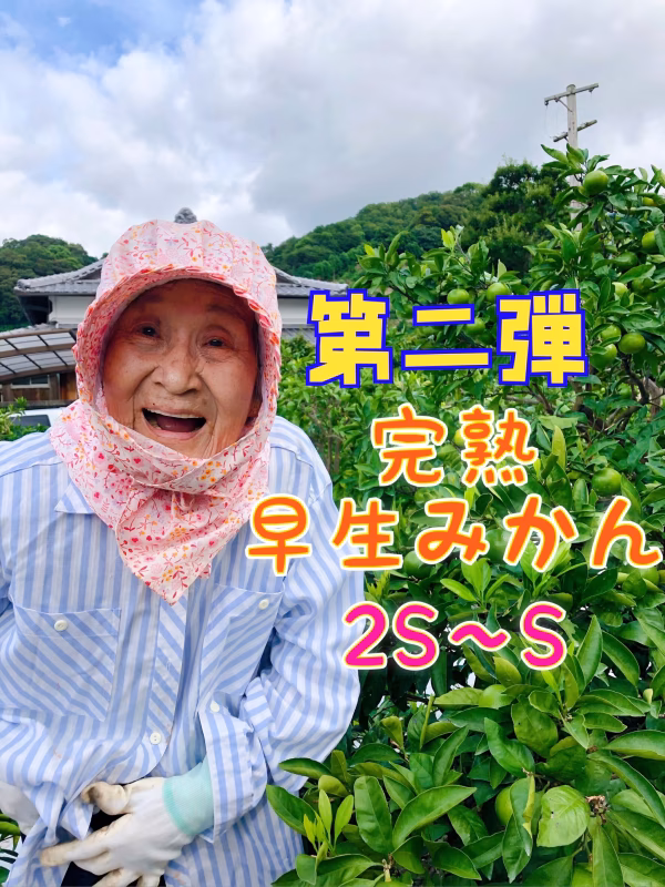 【第二弾】完熟上野早生みかん【２Ｓ-S】