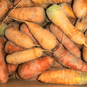 越冬！甘～い＊ベビーキャロット5ｋｇ＊調理が簡単！～農薬不使用