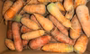 越冬！甘～い＊ベビーキャロット5ｋｇ＊調理が簡単！～農薬不使用
