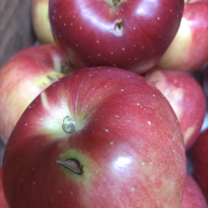 秋田から　ビックリ大玉　早生ふじ傷10キロ　ジュース、ジャム用りんご　