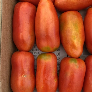 信州うえだ産【訳あり】調理用トマト2〜5kgサンマルツァーノリゼルバ