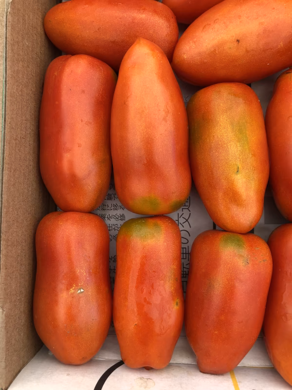 信州うえだ産【訳あり】調理用トマト2〜5kgサンマルツァーノリゼルバ