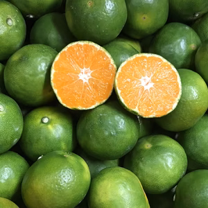 和歌山産　ゆら早生みかん　小粒