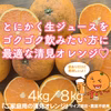 ジュースに最適！ご家庭用の清見オレンジ【農薬不使用】