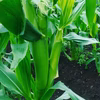 【6月限定】薄皮まで甘旨！生ヤングコーン！栽培期間中化学肥料不使用