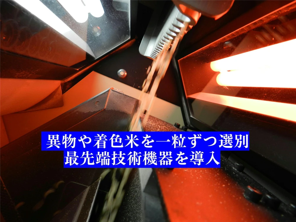 新米 新潟産コシヒカリ伊助 8年連続残留農薬ゼロ確定  無洗玄米 5Kg