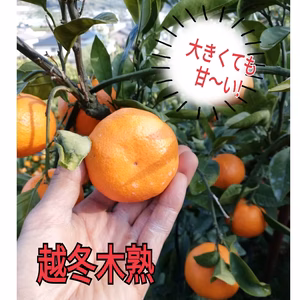 特別セール!あま～い！越冬樹成❢プロが選別したみかん【大津4号温州みかん】