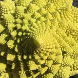 ロマネスコの幾何学