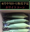 【６月下旬予約】ホワイトコーン7本 前後（冷蔵）恵味orホイップコーン