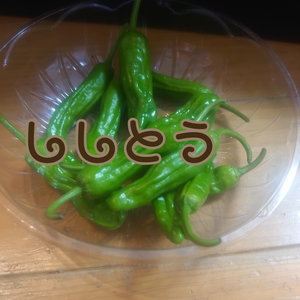 夏の香り 簡単一品料理！～ししとう～