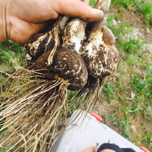 農薬化学肥料不使用 にんにく500グラム 品種ホワイト六片