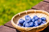 ブルーベリーフレッシュ果実：オオゼキブルー