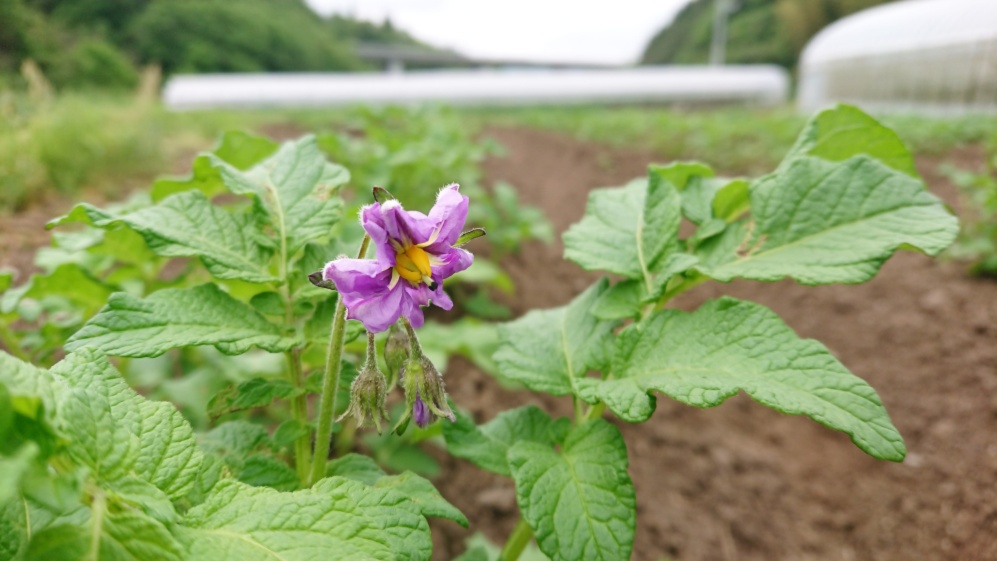 新じゃがいも インカのめざめ 農家漁師から産地直送の通販 ポケットマルシェ