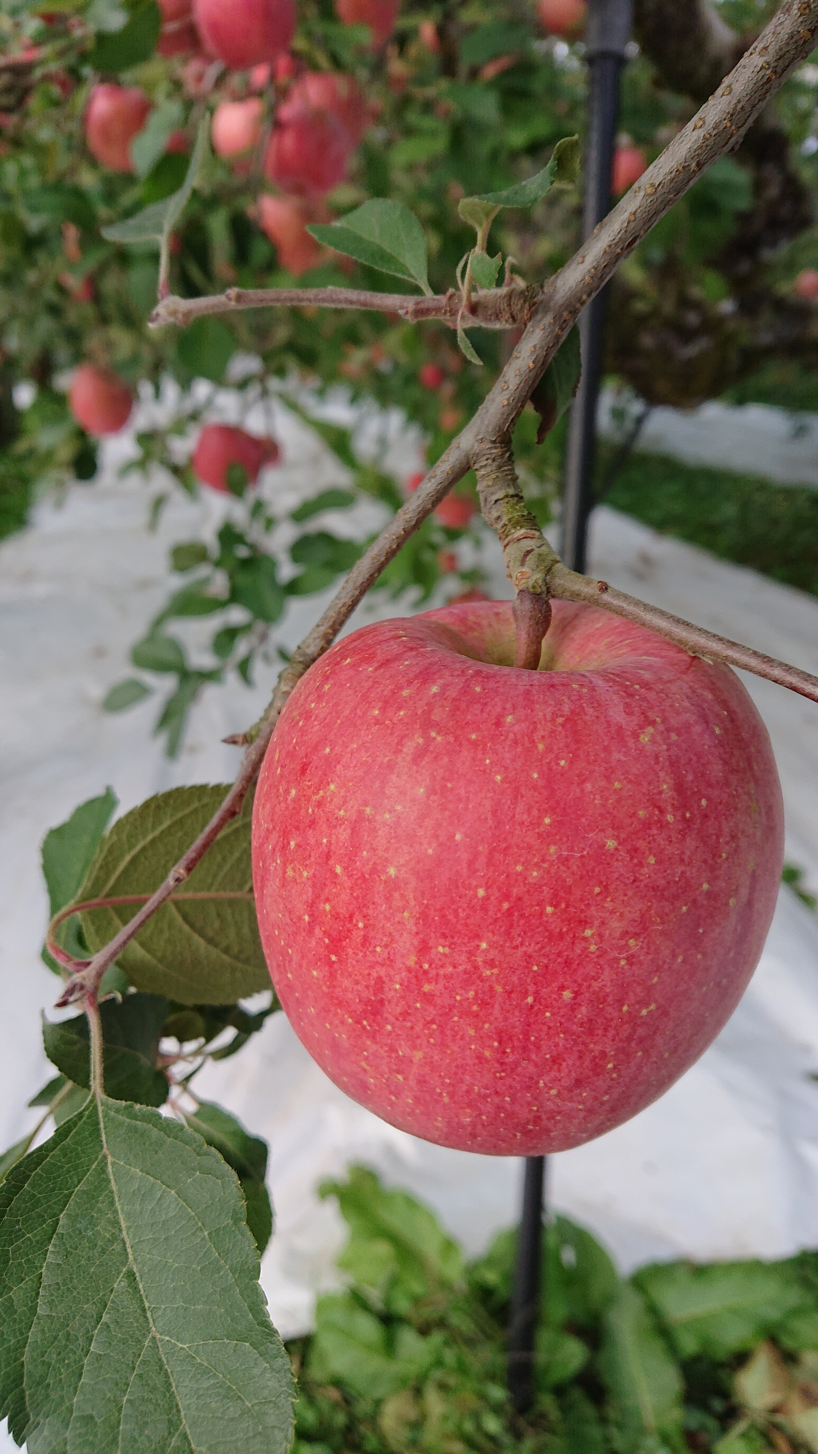 訳ありでもうまいっ 天童のふじりんご 農家漁師から産地直送の通販 ポケットマルシェ