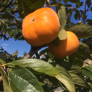 きよキヨ農園の訳あり込柿　８０サイズ箱４キロ以上