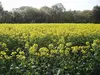 ひたちのくに　茨城県　菜の花油・エゴマ油　コールドプレス　農薬・化学肥料不使用