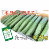 【本日6/30まで】きゅうりA品4.9キロ(箱の重さ含め)