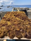 佐渡特産「いごねり」の原料海藻「佐渡産天然えご草」50g入 作り方レシピ付