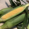 特別価格　ちょっと訳あり朝どり「おおもの」とうもろこし
