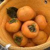 柿の王様！富有柿(奈良県産)