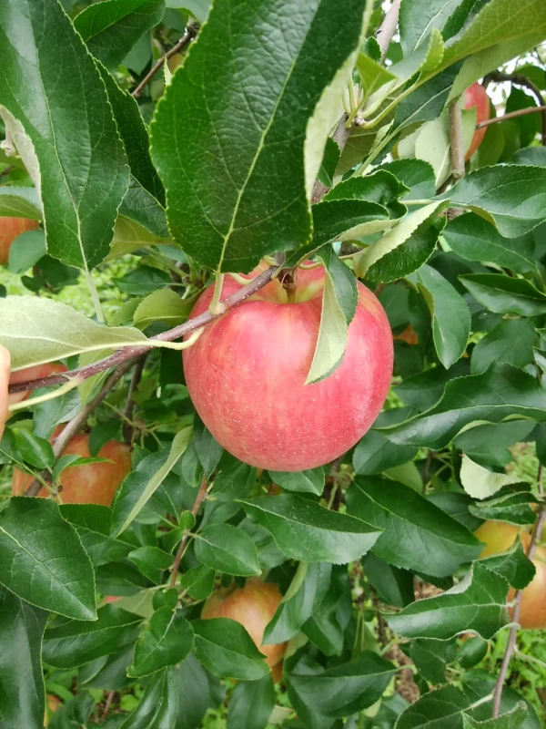 りんご サン つがる 【ギフト用3~15㎏】長野県産 9月出荷☆