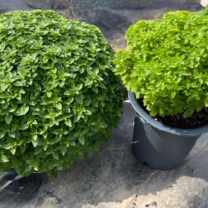 【貴重】ブッシュバジル苗＆特製土セット【栽培期間中農薬不使用】
