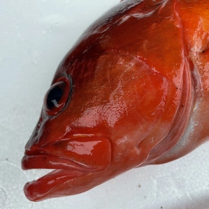 【魚突き】アカハタ1.0kg 鱗、内臓処理