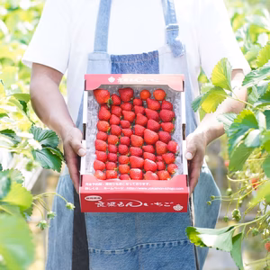 2kg まるでいちご狩り！苺３品種以上食べ比べ!朝採り新鮮完熟苺