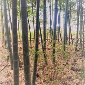 現地受渡し・葛飾区自然栽培【タケノコ】子供に食べさせたい❗❗ 四つ木 