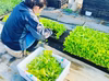 【クール便】レア野菜でキモチをUp！『Ⅿサイズカラダ喜ぶ夏野菜セット8品目』