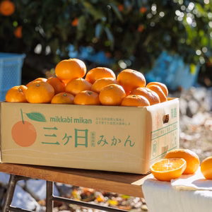 訳アリ　三ヶ日みかん　良品　外観不良あり【約５㎏】青島みかん　サイズ混合　