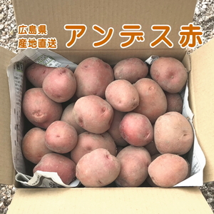 [新ジャガ アンデス赤] βカロテンとアントシアニンを取ろう