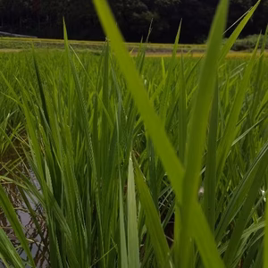 暑くてもパクッと 下総の谷津田から、天日の玄米　おだ掛け