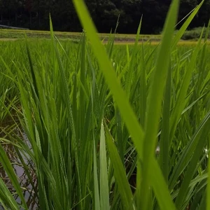 暑くてもパクッと 下総の谷津田から、天日の玄米　おだ掛け