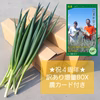 ★祝4周年★ねっこ農園のド根性青ネギ【冷蔵・農カード付き】