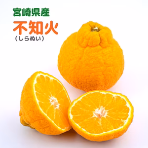 【食べ応えあり大玉】宮崎県産・不知火（しらぬい）