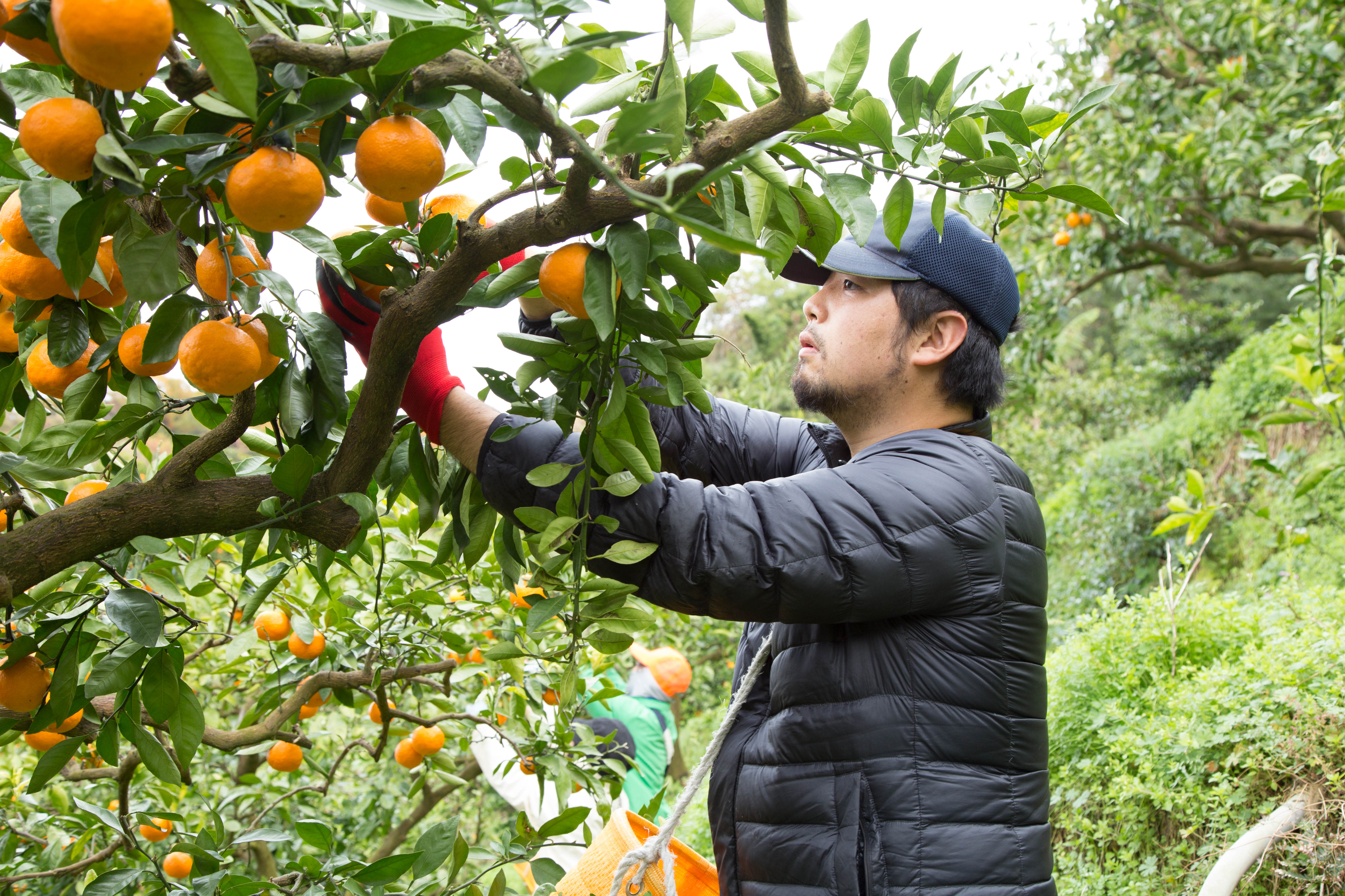 美味しいみかんはどう選ぶ？年間10万円をみかん調査に費やす農家に聞い