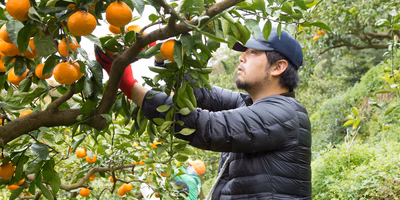 美味しいみかんはどう選ぶ？年間10万円をみかん調査に費やす農家に聞いてみた