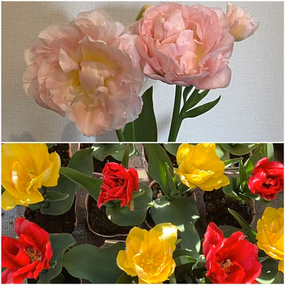 みんなの投稿の画像