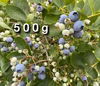【シーズン終盤の晩成品種】自然栽培生ブルーベリー