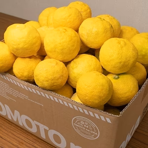 【標準品】柚子・ユズ（約10kg 60～100個）