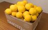 【標準品】 柚子ユズ（1.8kg 約14～24個）