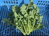 春野菜　なばな菜【かき菜-宮内菜】農薬や化学肥料を使わないで栽培した春野菜
