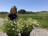 ５月中旬スタート！畑より直送！オーガニックカモミールの花束　
