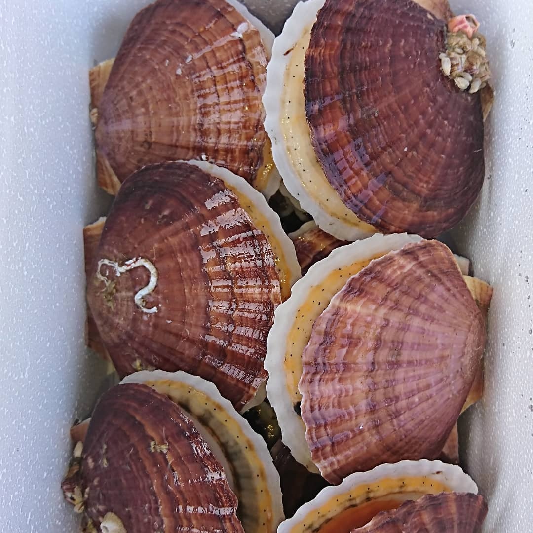 夏ギフト 7月発送ちょっとだけ食べたいあなたへ ミルキーホタテ約２０枚セット 農家漁師から産地直送の通販 ポケットマルシェ